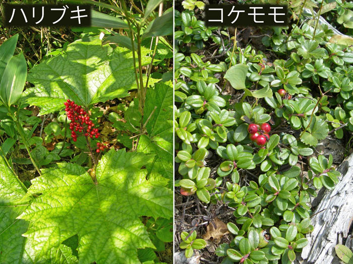 赤い実,ハリノキ,コケモモ