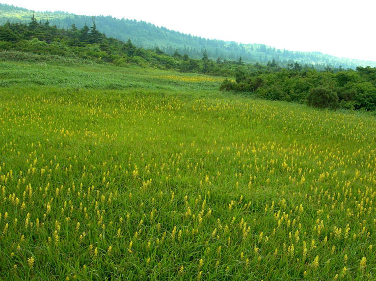 24一面のキンコウカ