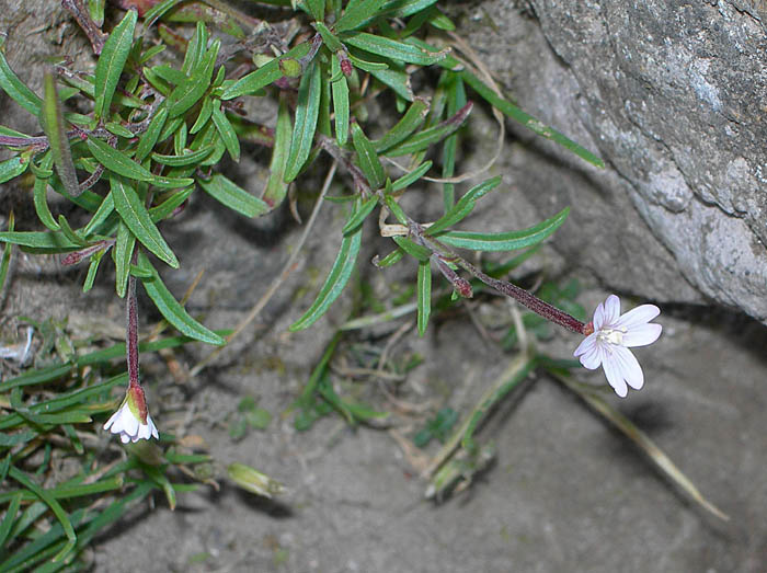 5ヒメアカバナ