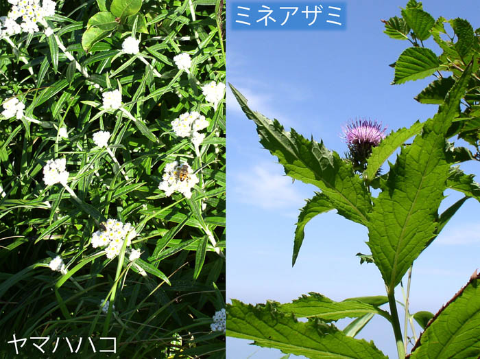 6岩木山の花.ヤマハハコ,ミネアザミ