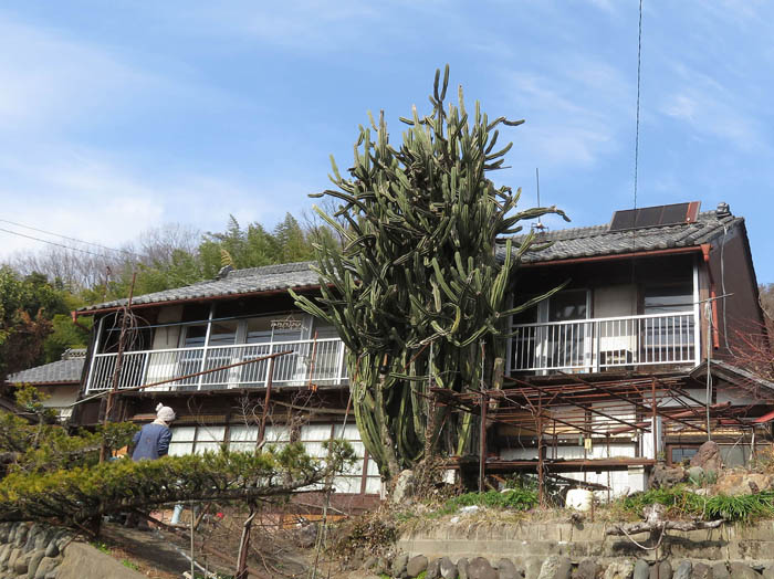 photo13大サボテン