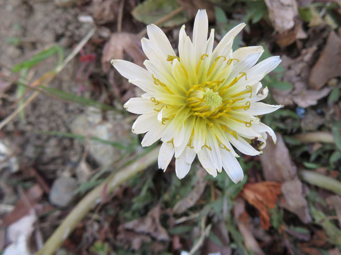 photoシロバナタンポポ