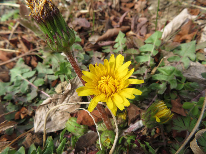 photoカントウタンポポ