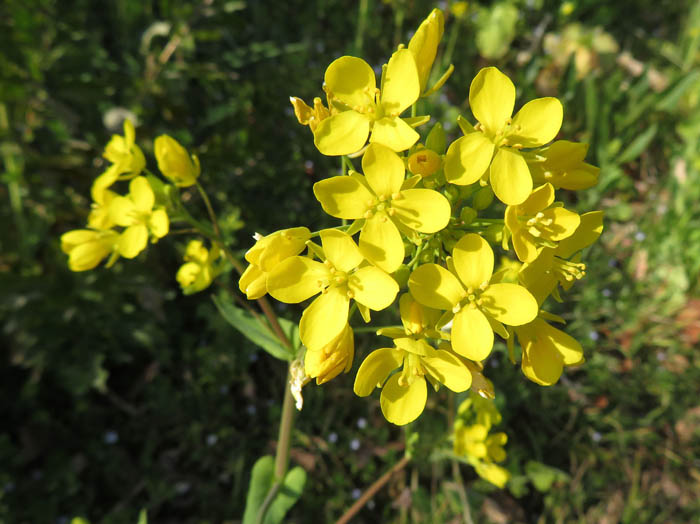 photoセイヨウアブラナ