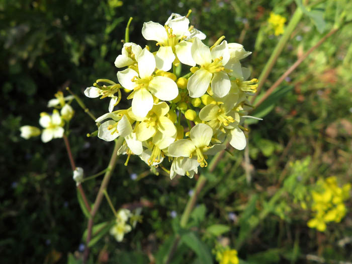 photoセイヨウアブラナ白