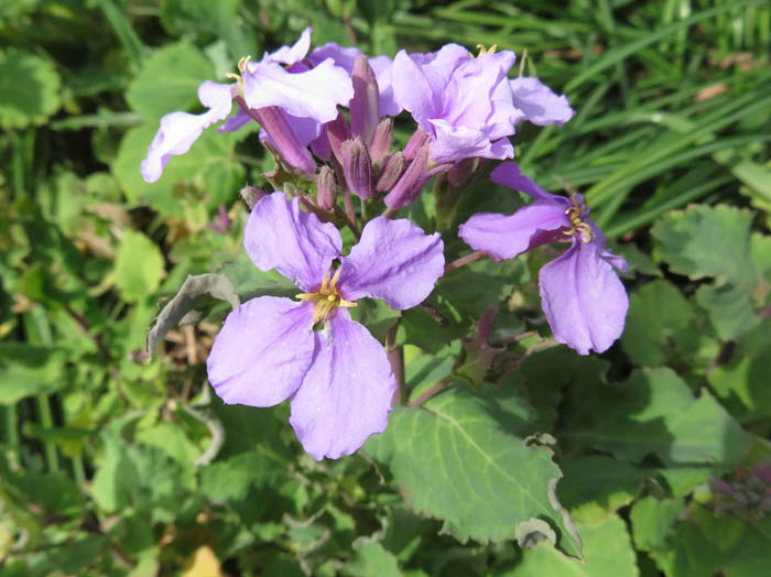 photoオオアラセイトウ