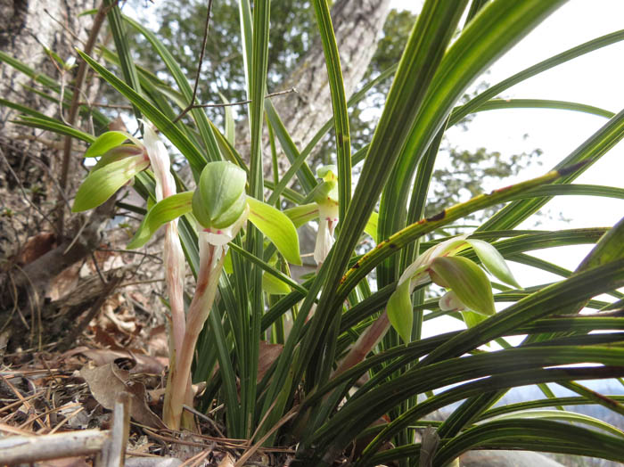 photoシュンラン