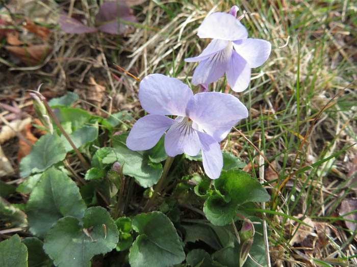 photoタチツボスミレ