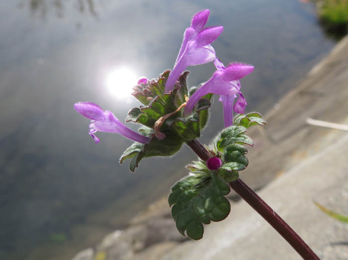 photoホトケノザ