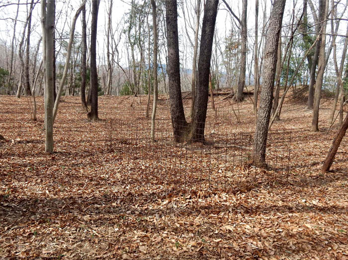 photo4柵の中の自生地