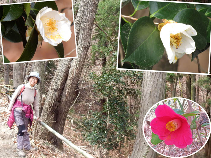 photo5ヤブツバキ（白花、赤花）