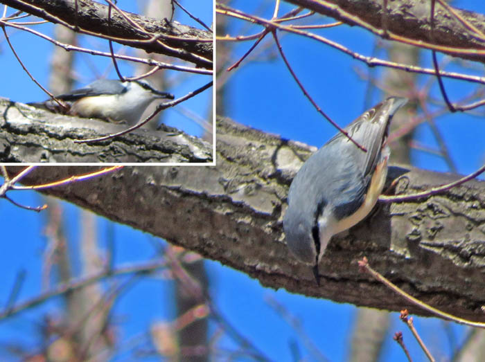 photo14ゴジュウカラ