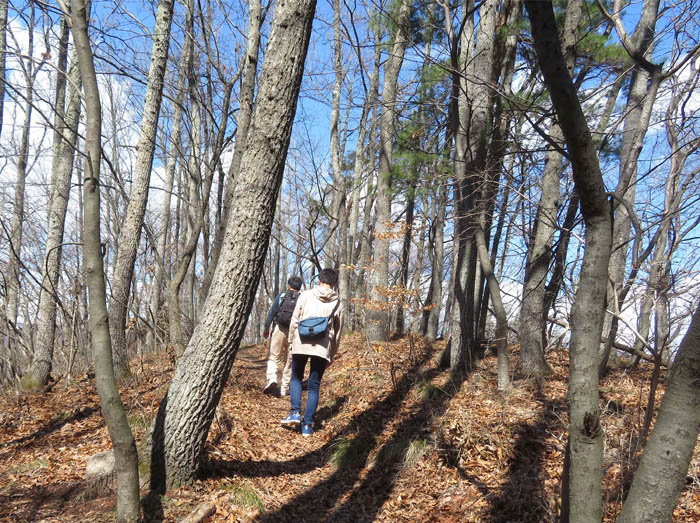 photo5明るい森の中を行く