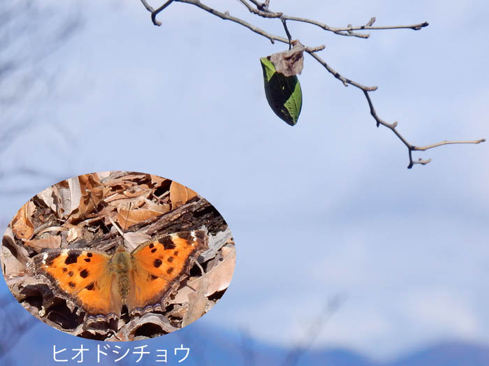 photo6ウスタビガの繭とヒオドシチョウ