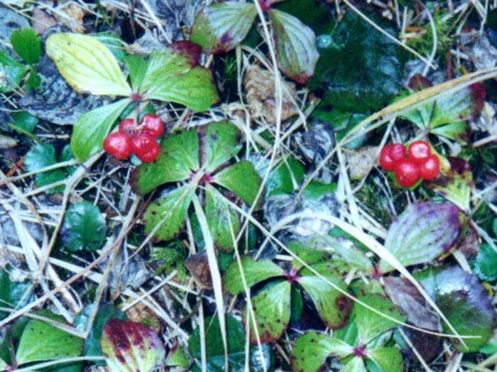 photoゴゼンタチバナ