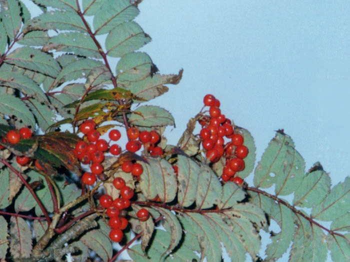 photoウラジロナナカマド