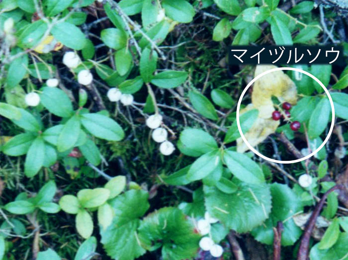 photoシラタマノキ