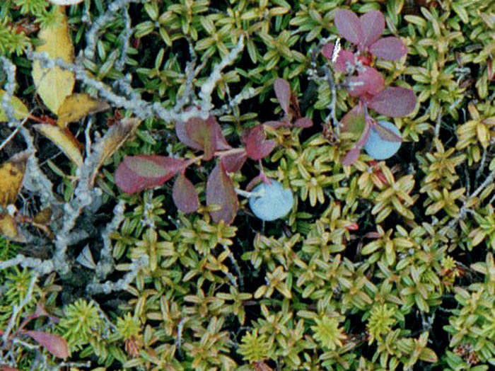 photoクロマメノキ