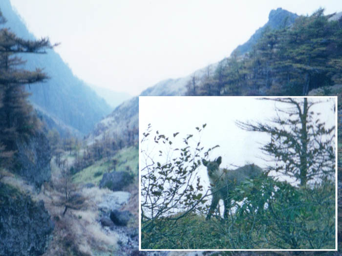 photo23崖の上にカモシカ