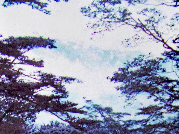 photo：登り始めはガスの中：石鎚山