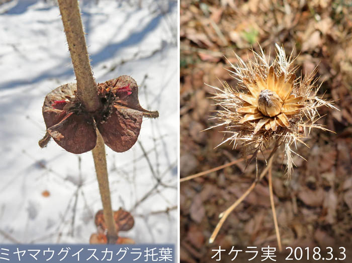 photo：ミヤマウグイスカグラ托葉,オケラ実：観音山