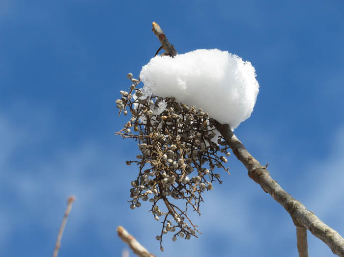 photo：ヤマウルシの実に雪帽子：地附山