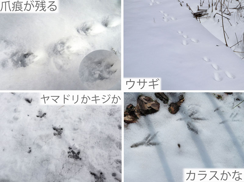 photo：足跡はたくさんあるけれど：地附山