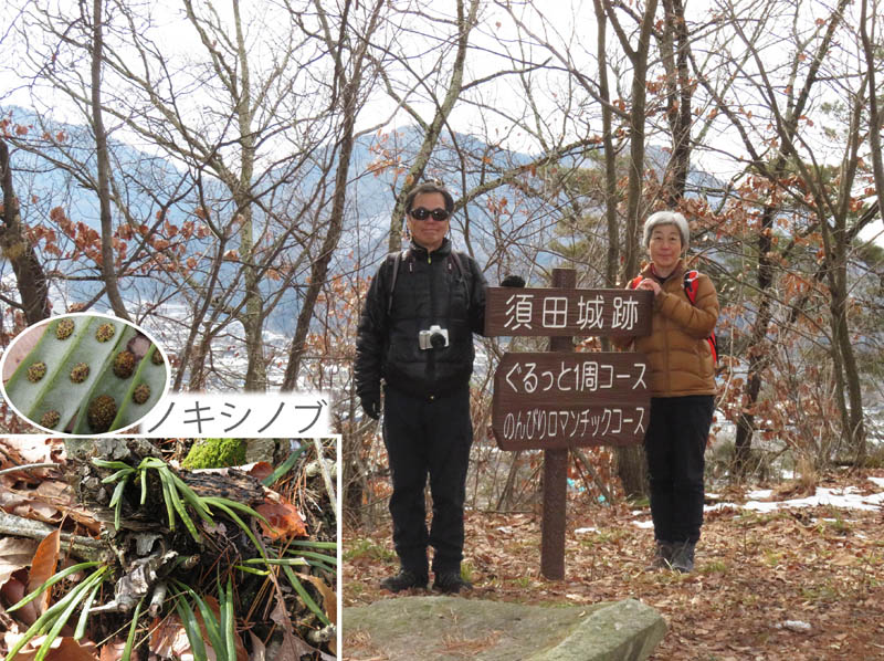 photo：須田城跡,ノキシノブ：臥竜山