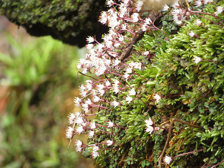 photo・ハナネコノメ