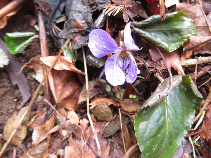 photoスミレサイシンかな