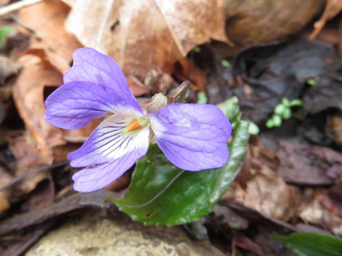 photoスミレサイシンかな
