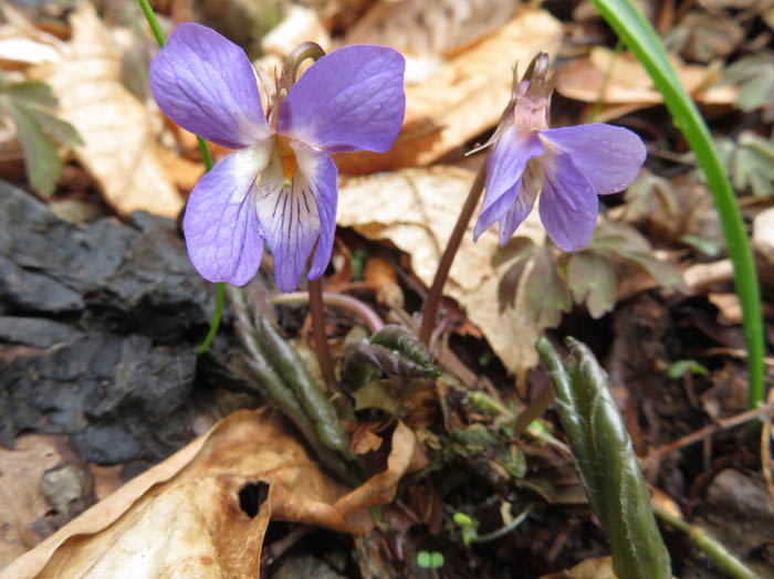 photoスミレサイシンかな
