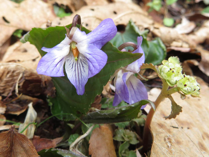 photoスミレサイシンかな