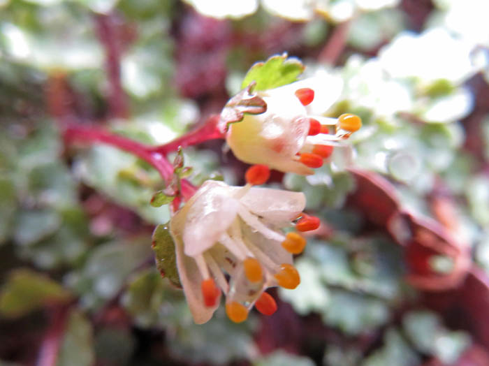 photoハナネコノメ