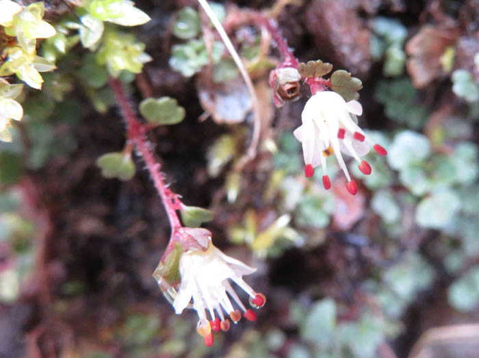 photoハナネコノメ