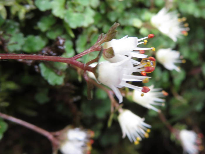 photoハナネコノメ