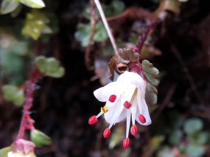 photoハナネコノメ