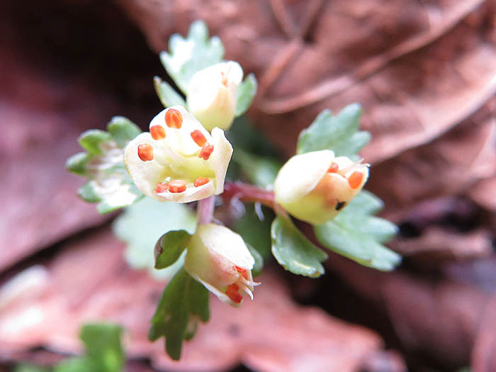 photoハナネコノメ