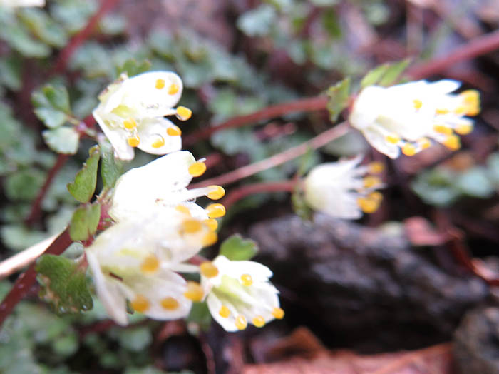 photoハナネコノメ