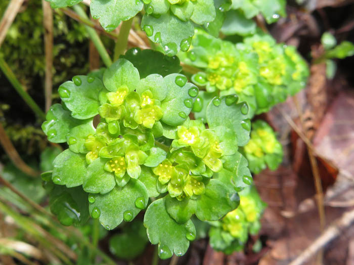 photoヤマネコノメソウ