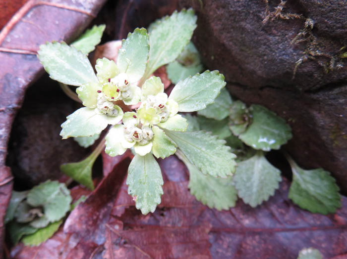 photoホクリクネコノメソウ