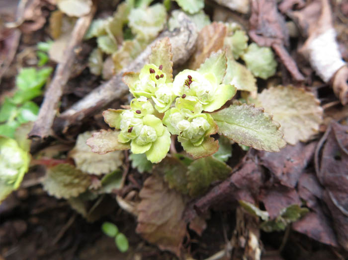 photoホクリクネコノメソウ