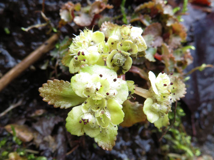 photoホクリクネコノメソウ