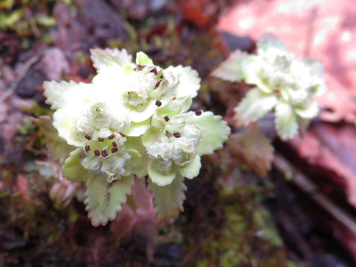 photoホクリクネコノメソウ