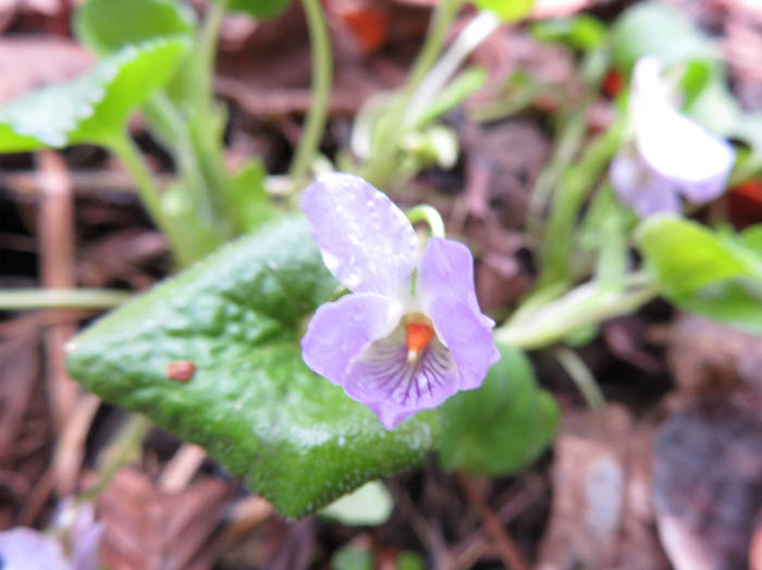photoアオイスミレ