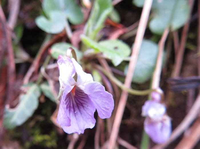 photoアオイスミレ