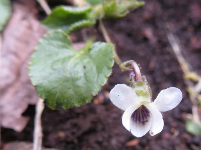 photoツボスミレ