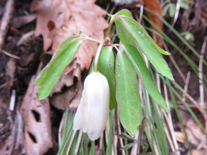 photoアズマイチゲ