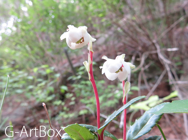 photo・flower