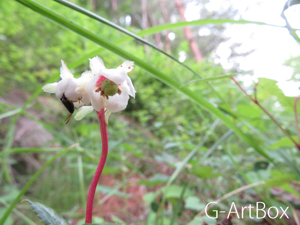 photo・flower